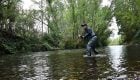 Ask MidCurrent: How Close Can I Get to a Rising Trout?