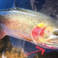 The Basics of Trout Identification