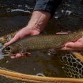 Banned DDT Discovered in Canadian Trout 70 Years After Use