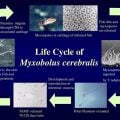 What Ever Happened to Whirling Disease?