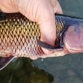 Redemption for the &#8220;Failure Fish&#8221;