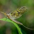 How to Fish an Evening Green-Drake Hatch