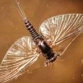 A Primer on Basic Insect Identification for Fly Fishers