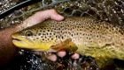 Unexplored Waters: Tenkara Fly Fishing