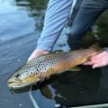 29 States Host Free Fishing This Weekend