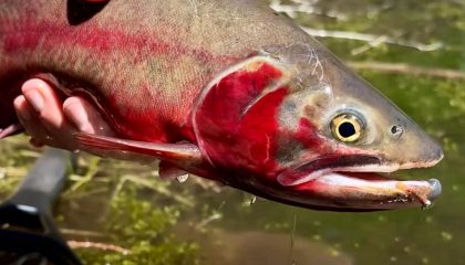 Fly Fishing for Wild Cutthroat in a Remote Mountain Lake