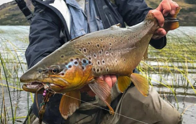 Ask MidCurrent: What Lines and Leaders Should I Use with Big Streamers?