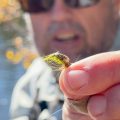 Video: How to Fish Scuds
