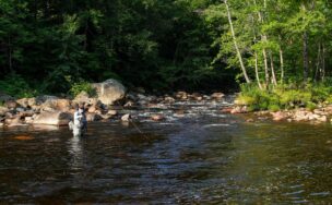 Ask MidCurrent: How Do I Determine How Much Weight to Use on My Leader When Nymphing?