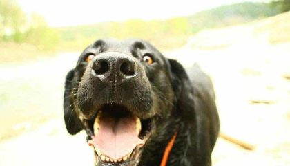 Ode to A Boat Dog: The Life of The Duke