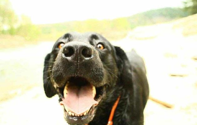 Ode to A Boat Dog: The Life of The Duke