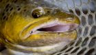 Tiny Tactics: 5 Tricks for Catching More Winter Trout on Midges