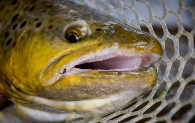 Tiny Tactics: 5 Tricks for Catching More Winter Trout on Midges