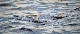 Fly fishing for bonefish