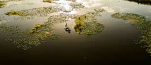 Sight fishing for Florida bass with a fly rod