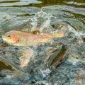 Arkansas Implements New Trout Regulations Following Historic Hatchery Crisis