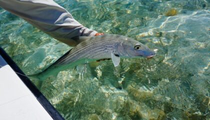 5 Fresh Flies for Bigger Bonefish on a Winter Escape