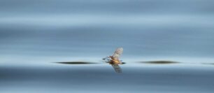 Foam-Back Emerger fly