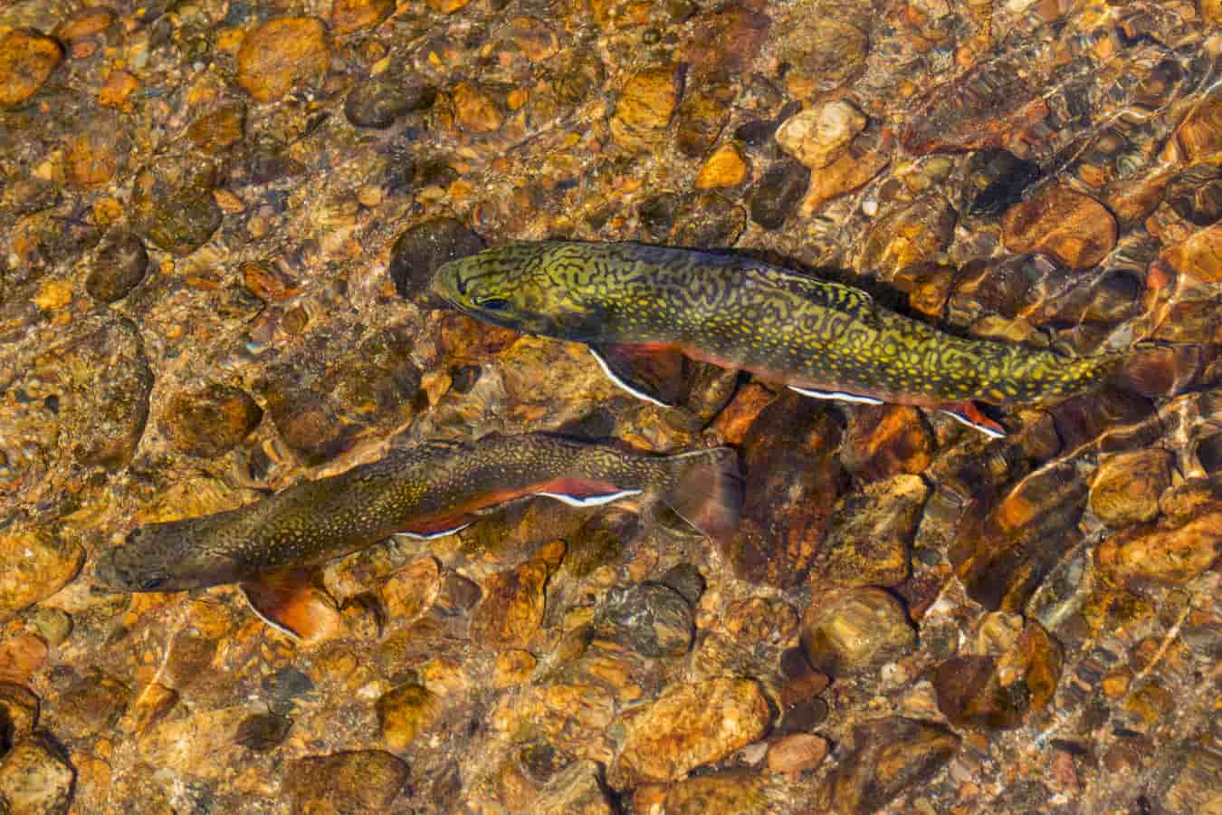 Brook Trout Win Big in $44.2 Million Chesapeake Bay Restoration Package