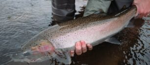 Steelhead Fly Fishing