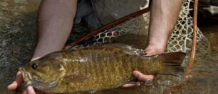 Best Fly Lines for March Bass and Warmwater Fishing