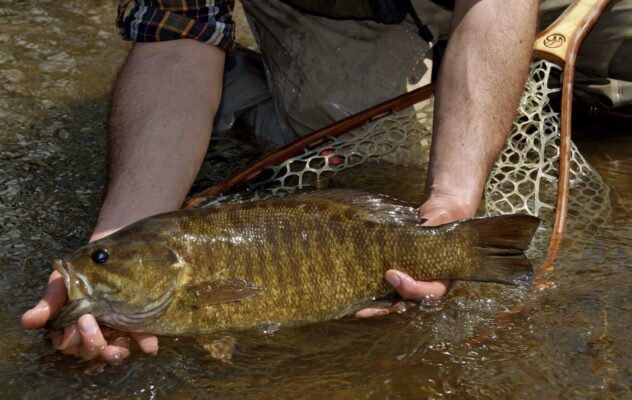 Best Fly Lines for March Bass and Warmwater Fishing