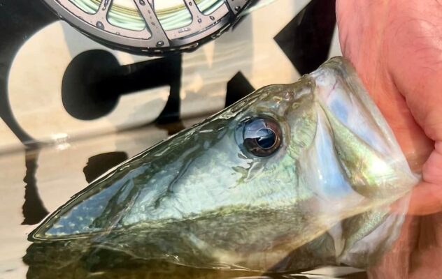 Skip the Rumors: How USGS Streamgage Data Can Put You on Early-Season Warmwater Fish