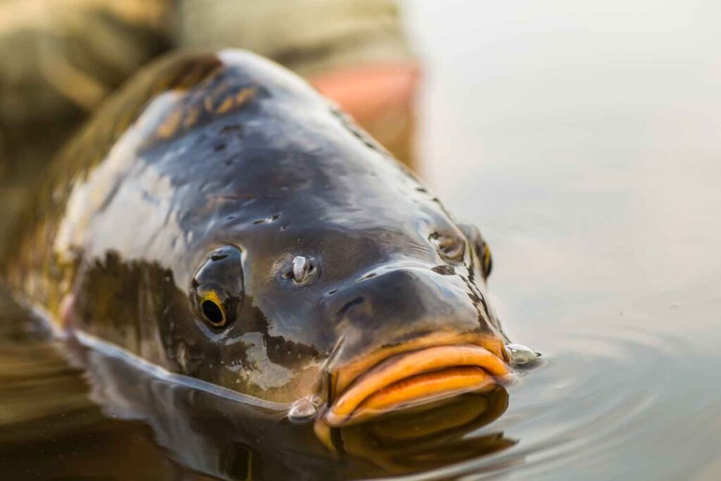 fly fishing for carp
