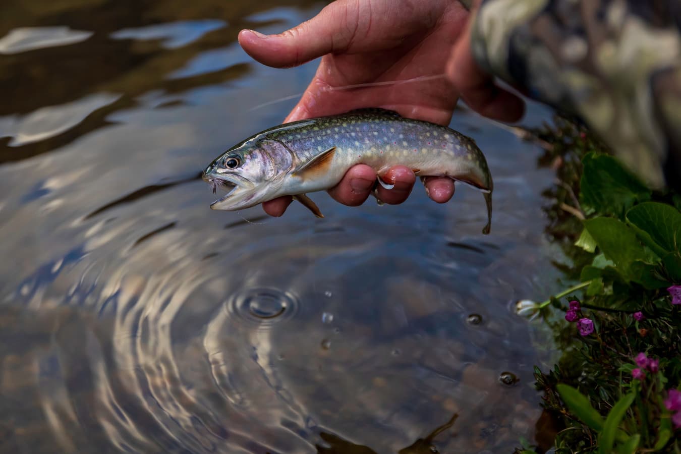 Massachusetts Environmental Group Launches Statewide Campaign to End Non-Native Trout Stocking