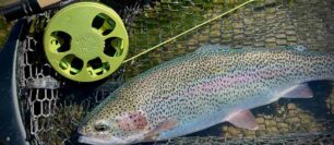 First Look and Early Review: Ross Cimarron Creek Reel