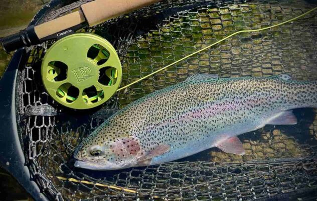 First Look and Early Review: Ross Cimarron Creek Reel