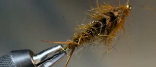 Kaufmann’s Stone Fly