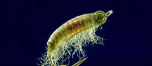 What Your Dubbing Is Actually Doing Underwater