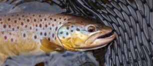 fly fishing for brown trout