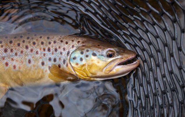 How to Fish the Hendrickson Hatch: Timing, Flies, and Techniques