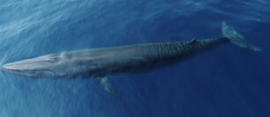 Trump’s FY2027 Budget Takes Aim at Fisheries, Public Lands, and Clean Water