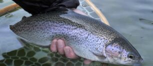 The Still Water Fly Fishing Secret Weapon