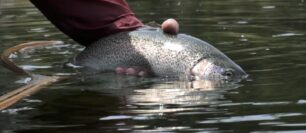 How Pros Make Their Fly Choices