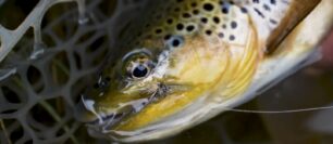The Dry Fly Fishing Everyone Dreams About