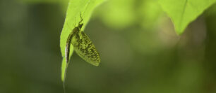 Pennsylvania Green Drake Hatch: Timing, Rivers, and How to Fish It