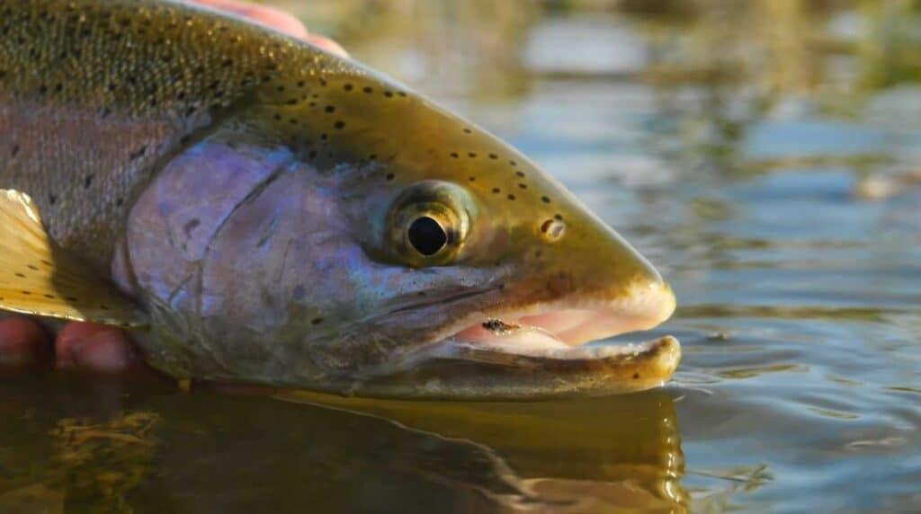 How to Fish the Spinner Fall