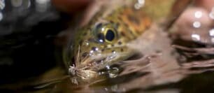 The Best Caddis Flies For Every Stage