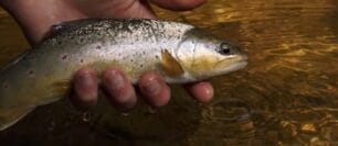 Fly Fishing Wild Browns in Spring